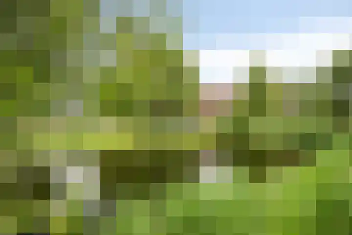 Zandoogje 16 Nijkerk thumbnail 28