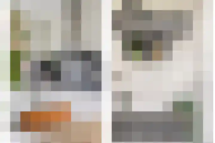 Zandoogje 16 Nijkerk thumbnail 8
