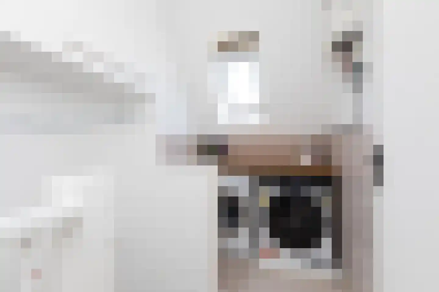 Zandoogje 16 Sneek thumbnail 26