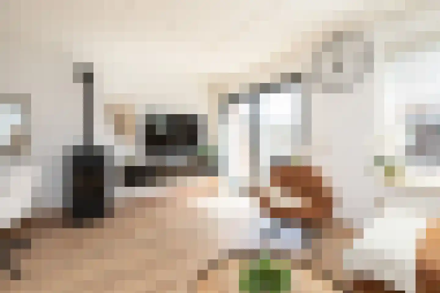 Zandoogje 16 Sneek thumbnail 6