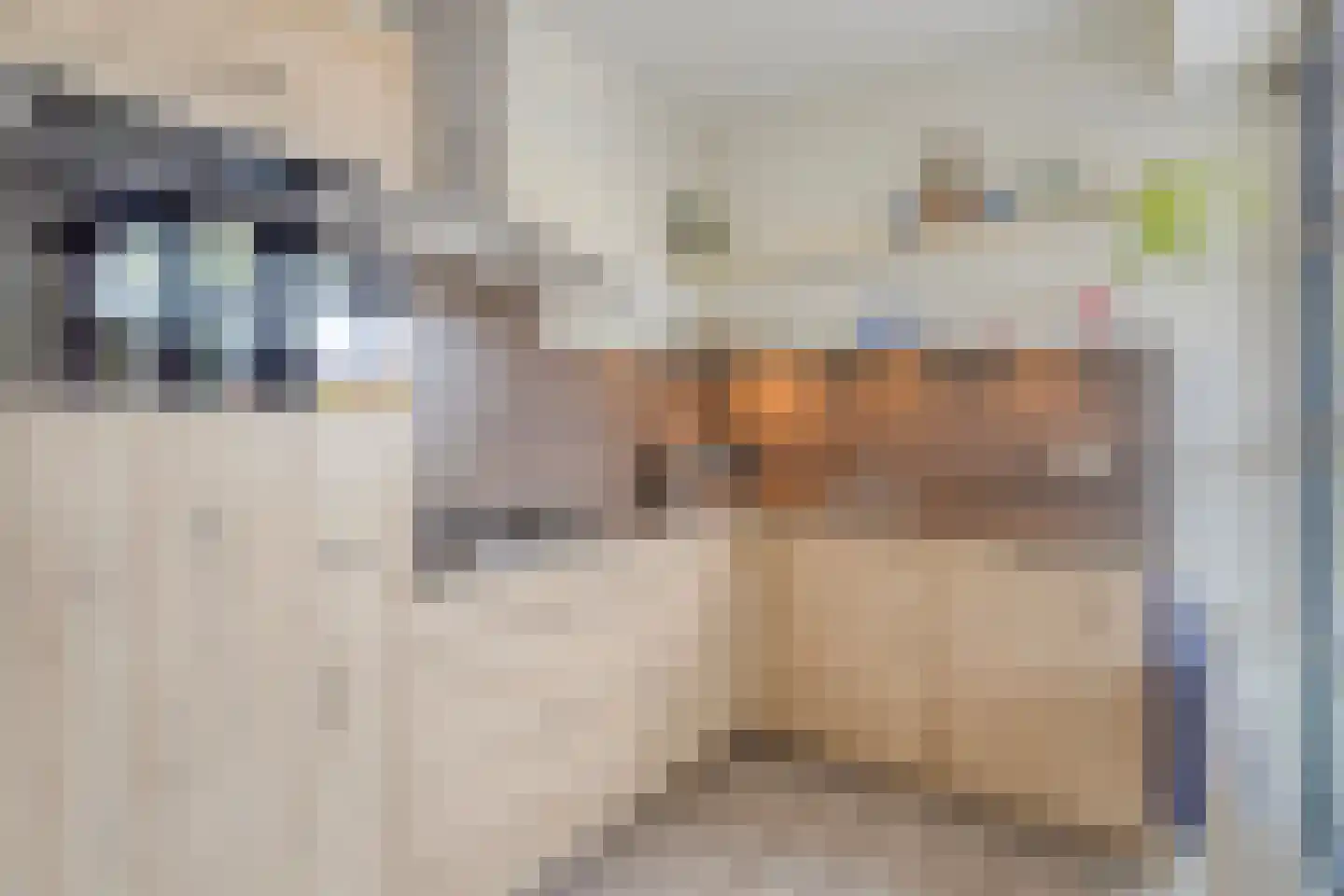 Zandoogje 4 Nijkerk thumbnail 6