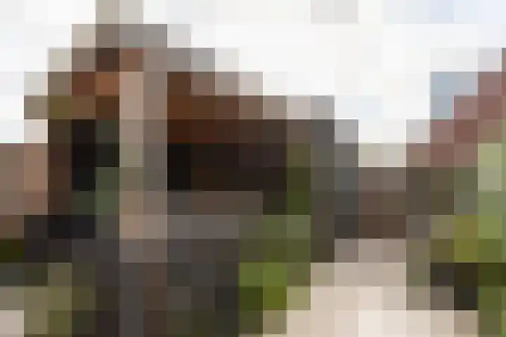 Zandoogje 4 Sneek thumbnail 31