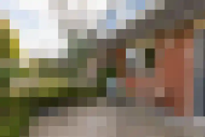 Zandoogje 4 Sneek thumbnail 32