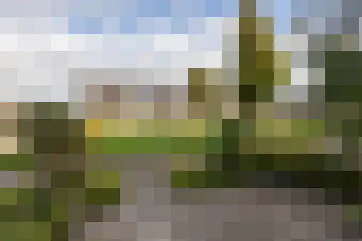 Zandoogje 4 Sneek thumbnail 33
