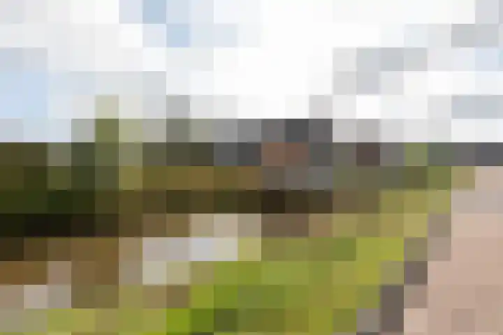 Zandoogje 4 Sneek thumbnail 36