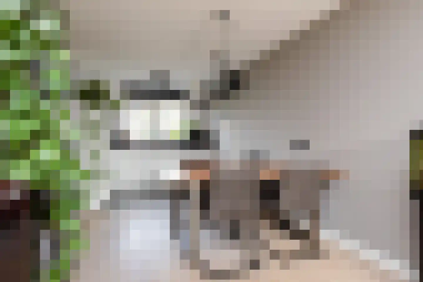 Zandoogje 8 Sneek thumbnail 5