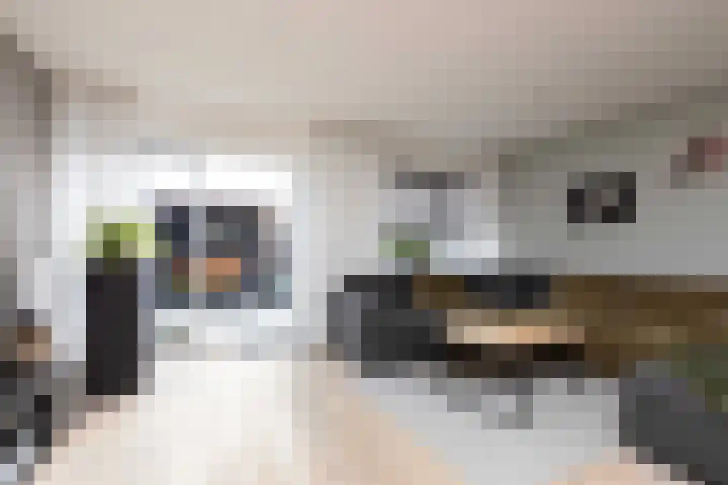 Zandoogje 8 Sneek thumbnail 7