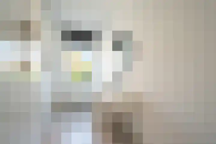 Zandoogjes 40 Breda thumbnail 16