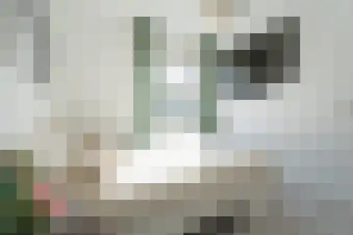 Zandoogjes 40 Breda thumbnail 19