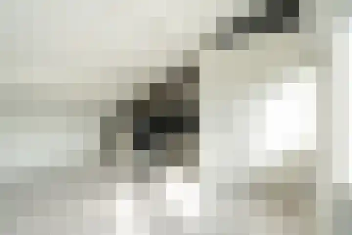 Zandoogjes 40 Breda thumbnail 21