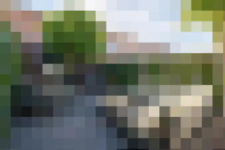 Zandoogjes 40 Breda thumbnail 24