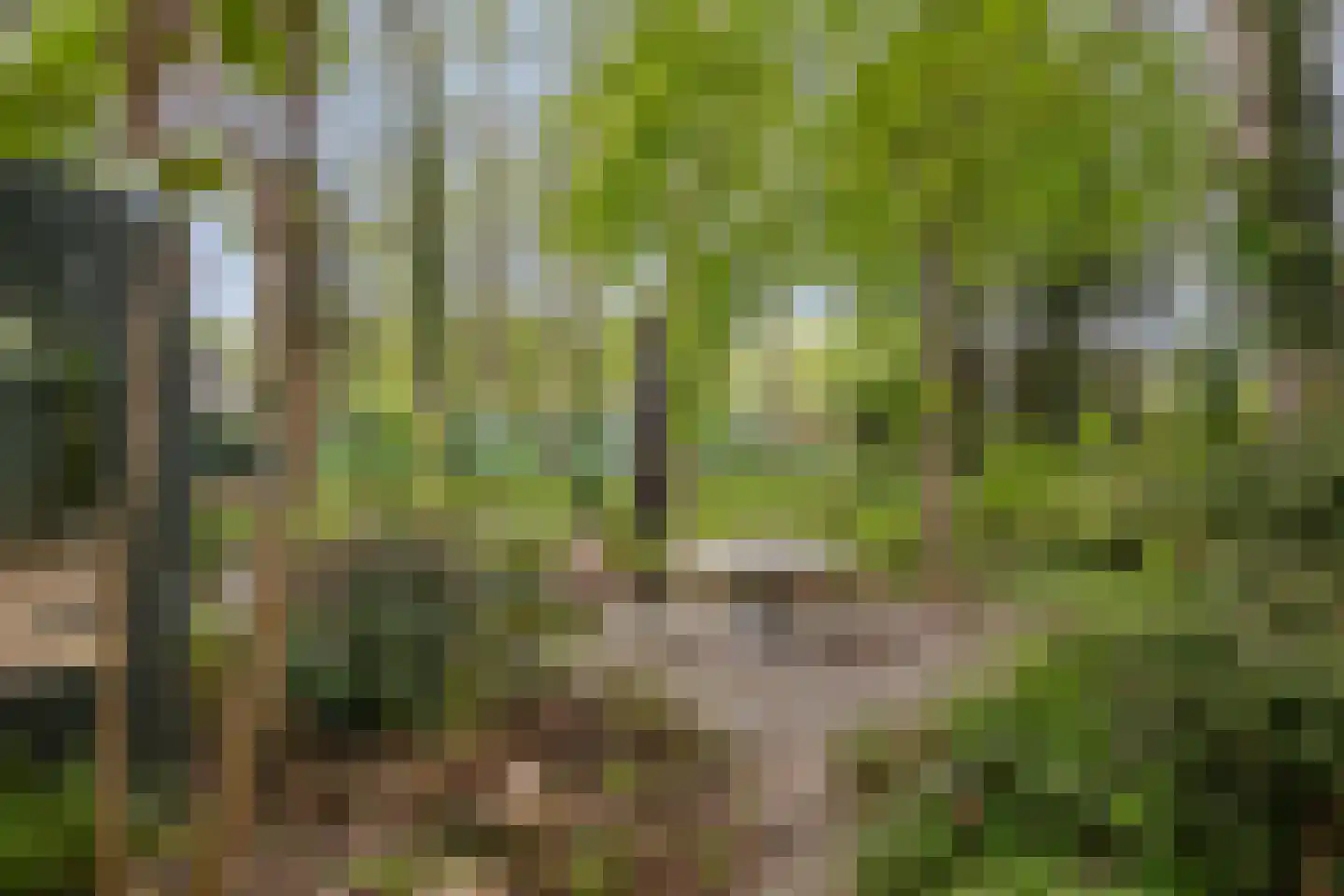 Zandpad 3 Koewacht thumbnail 22