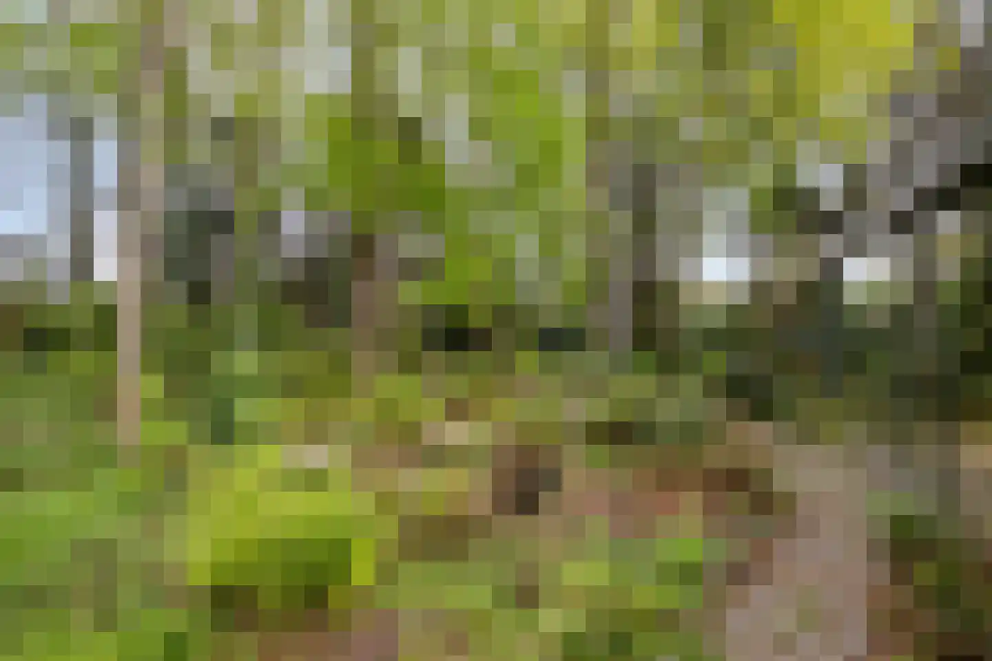 Zandpad 3 Koewacht thumbnail 23