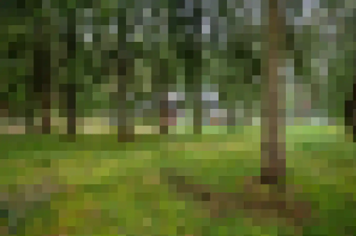 Zandrivier 8 Zeegse thumbnail 49