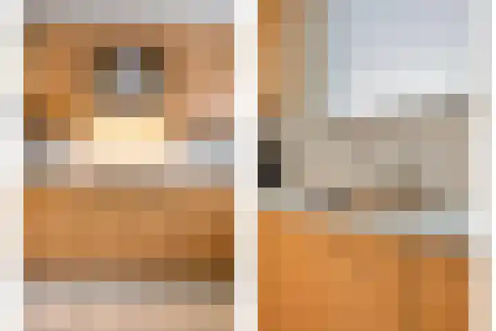 Zandroos 1 Eindhoven thumbnail 17