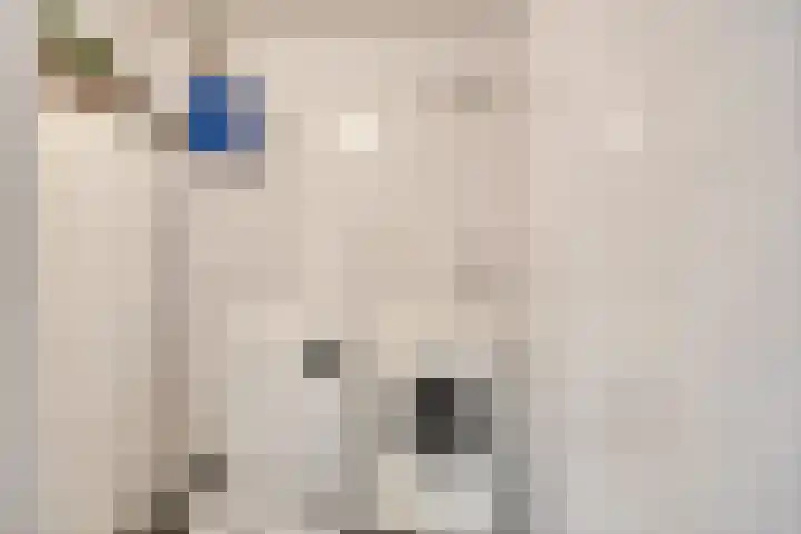 Zandroos 1 Eindhoven thumbnail 34