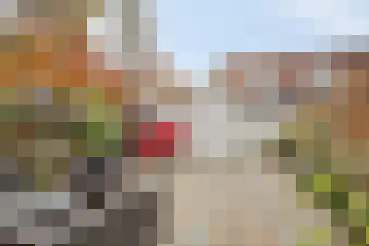 Zandroos 1 Eindhoven thumbnail 37