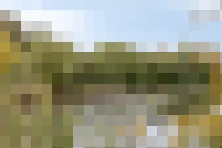 Zandroos 1 Eindhoven thumbnail 40
