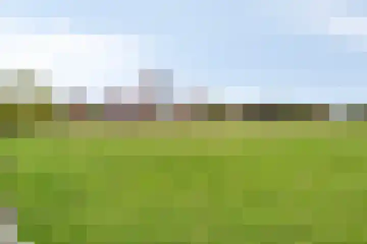 Zandroos 1 Eindhoven thumbnail 41