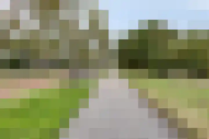 Zandroos 1 Eindhoven thumbnail 43