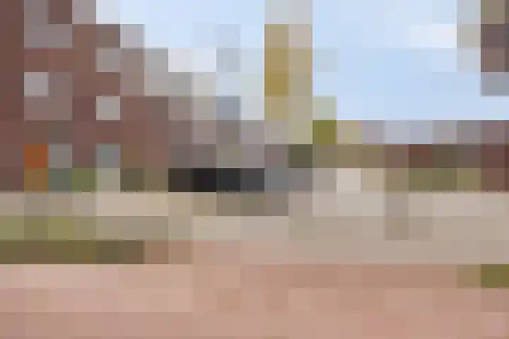 Zandroos 1 Eindhoven thumbnail 7