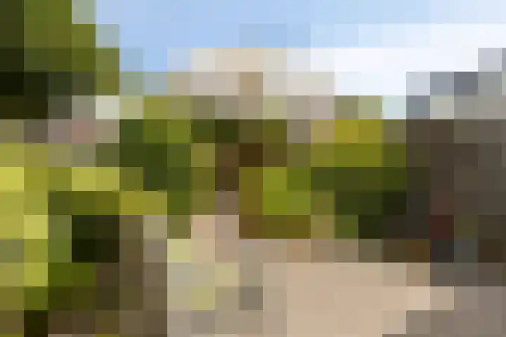 Zandroos 30 Eindhoven thumbnail 18
