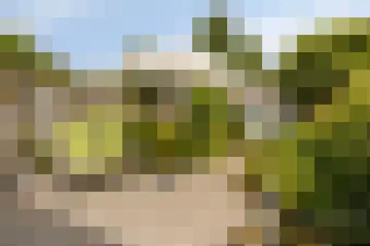 Zandroos 30 Eindhoven thumbnail 19