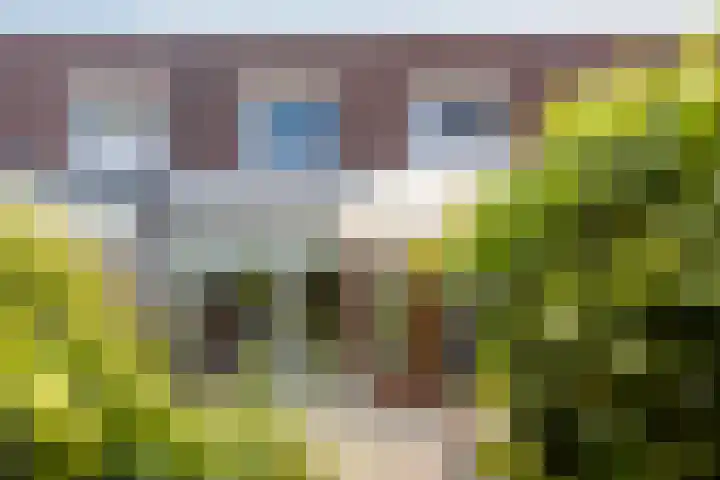 Zandroos 30 Eindhoven thumbnail 22
