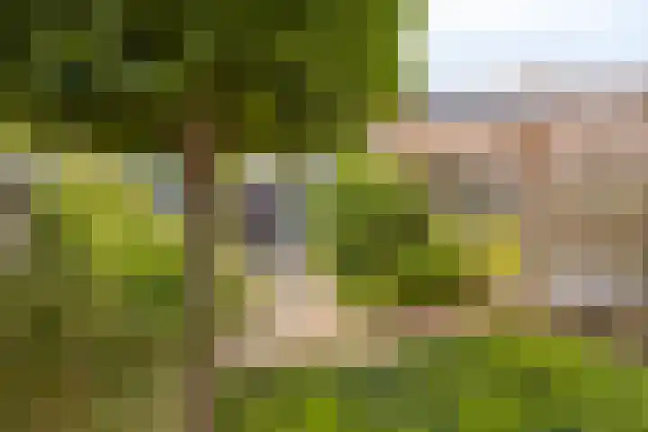 Zandroos 30 Eindhoven thumbnail 24