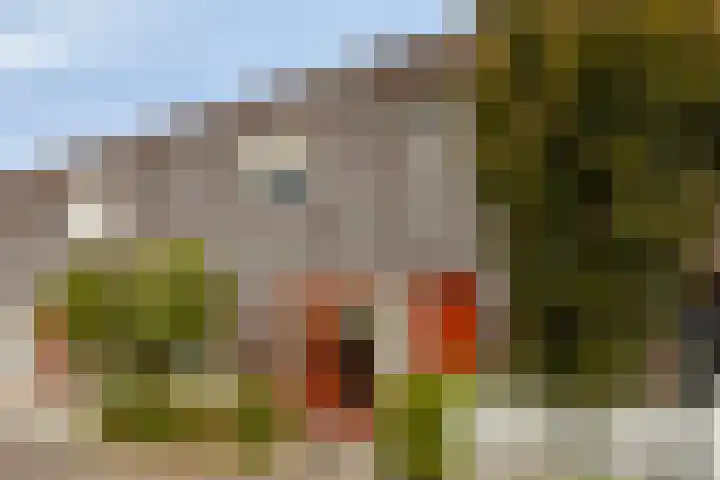 Zandroos 30 Eindhoven thumbnail 26