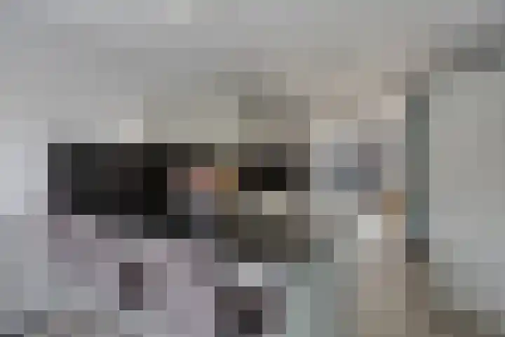 Zandroos 52 Eindhoven thumbnail 17