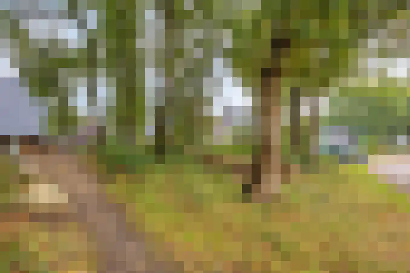 Zandscheer 2 Lunteren thumbnail 42