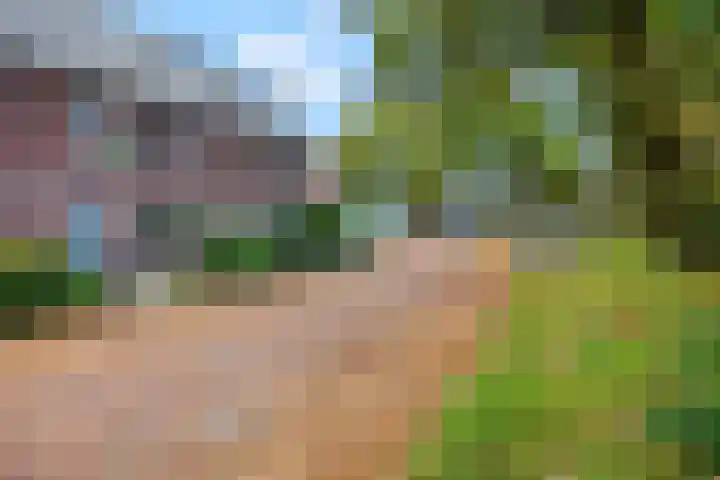 Zandscheer 6 Lunteren thumbnail 48