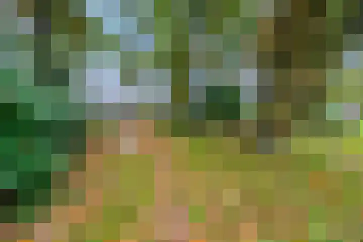 Zandscheer 6 Lunteren thumbnail 50