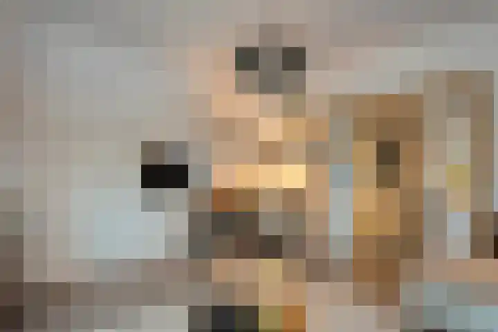 Zandspeur 16 Nieuwleusen foto 2