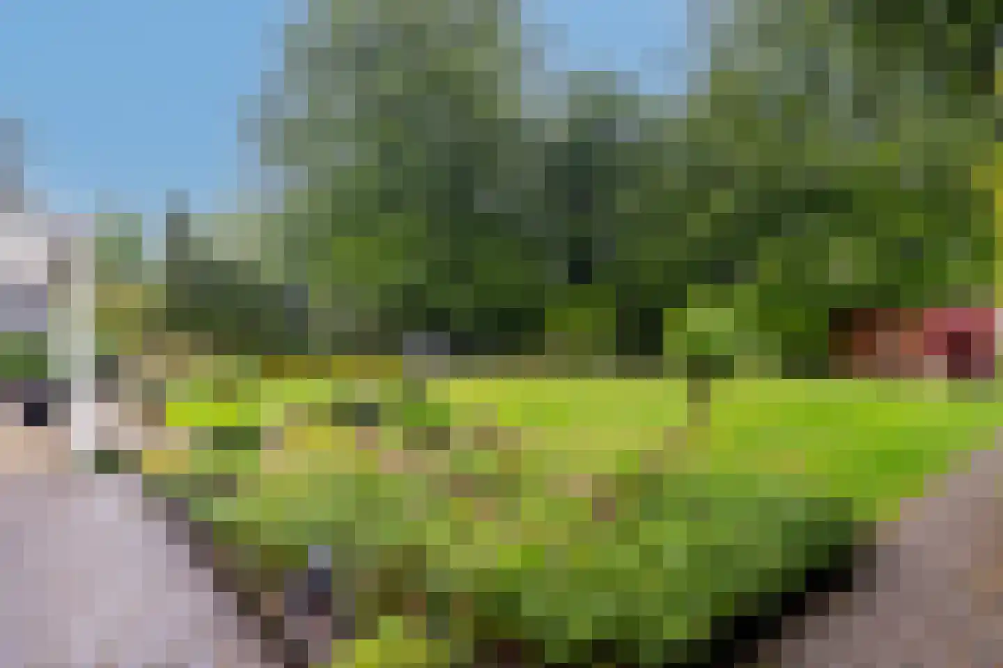 Zandspeur 54 Nieuwleusen thumbnail 43