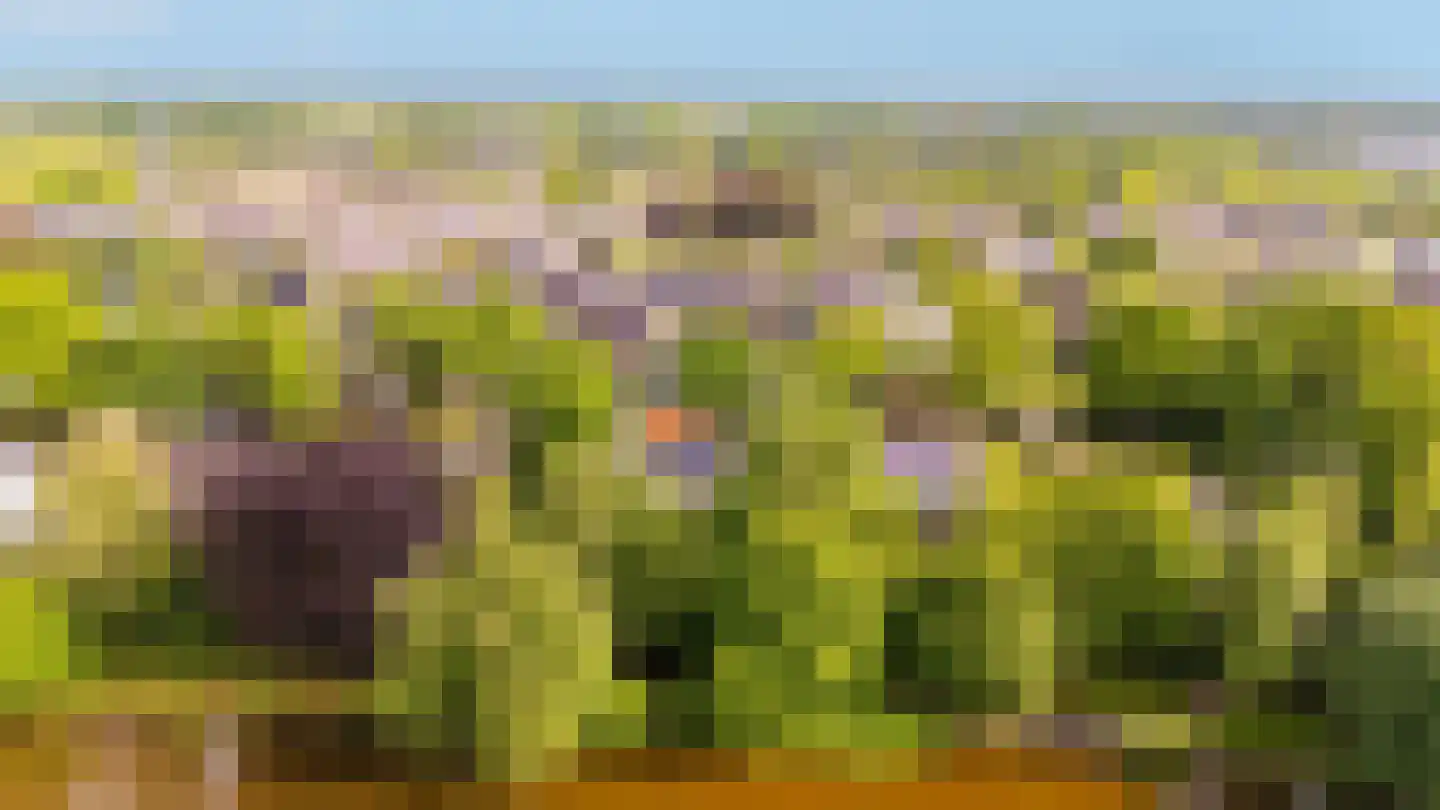 Zandspeur 54 Nieuwleusen thumbnail 57