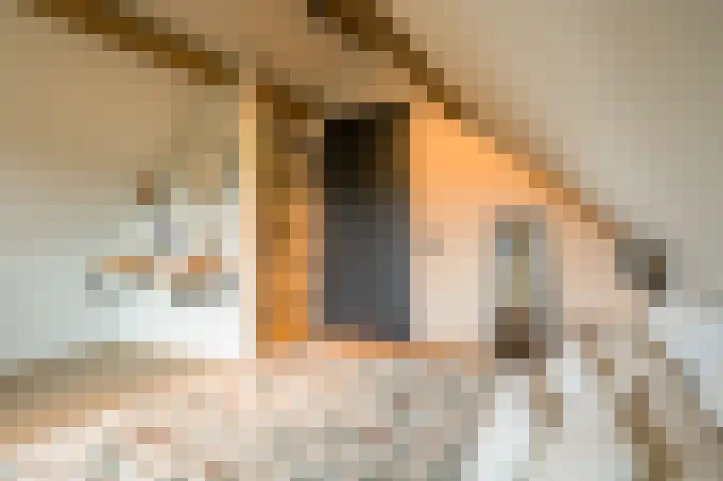 Zandstraat 15 Moergestel thumbnail 21