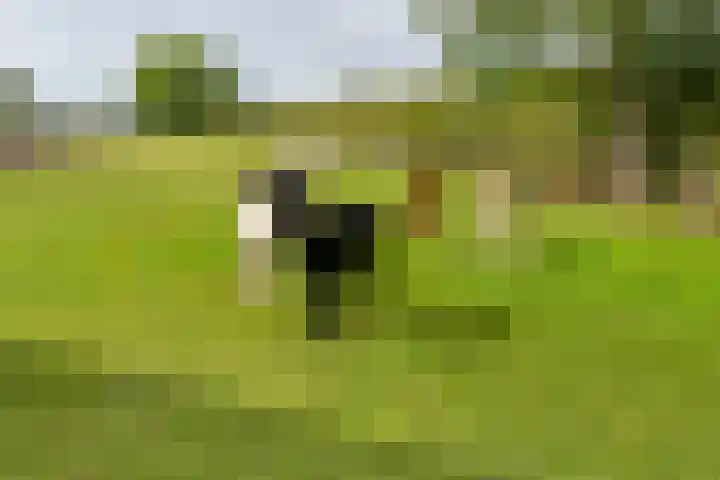 Zandstraat 21 Lienden thumbnail 34