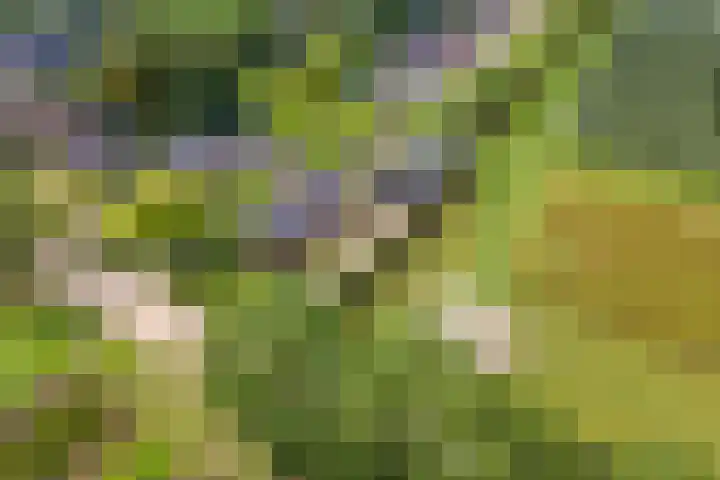Zandstraat 21 Lienden thumbnail 75