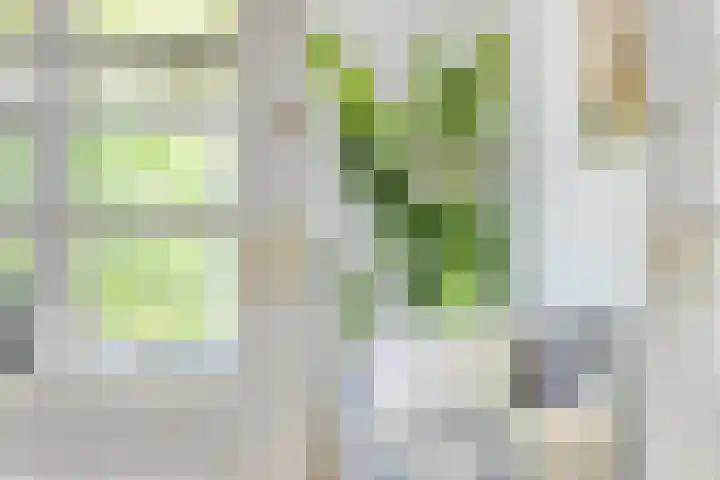 Zandstraat 3 Bis Veenendaal thumbnail 9