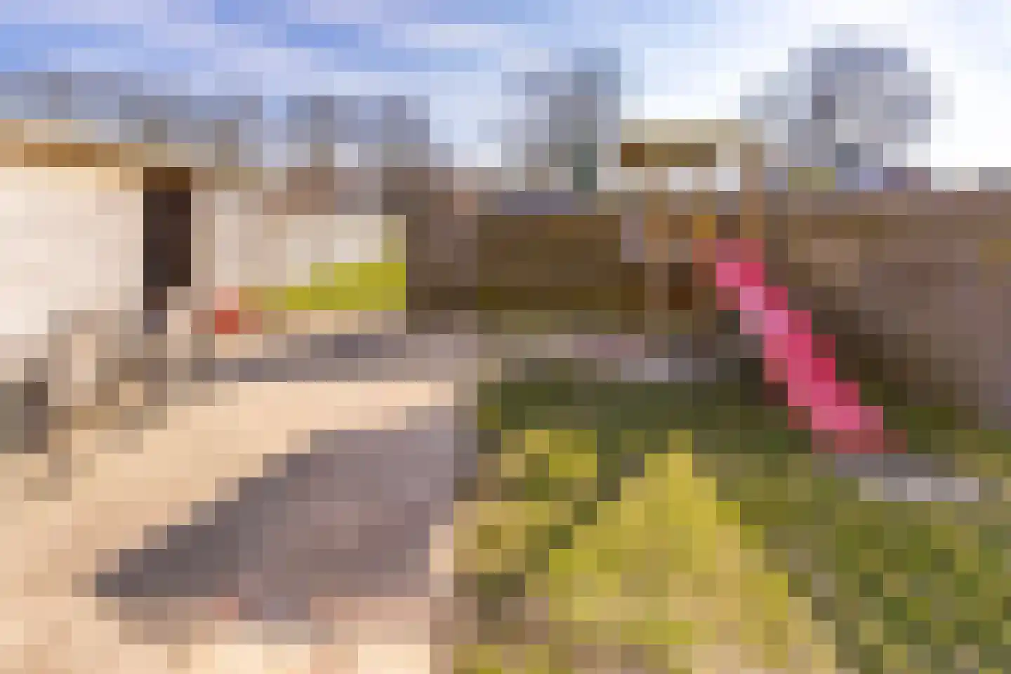Zandtangerweg 2 A Mussel thumbnail 41