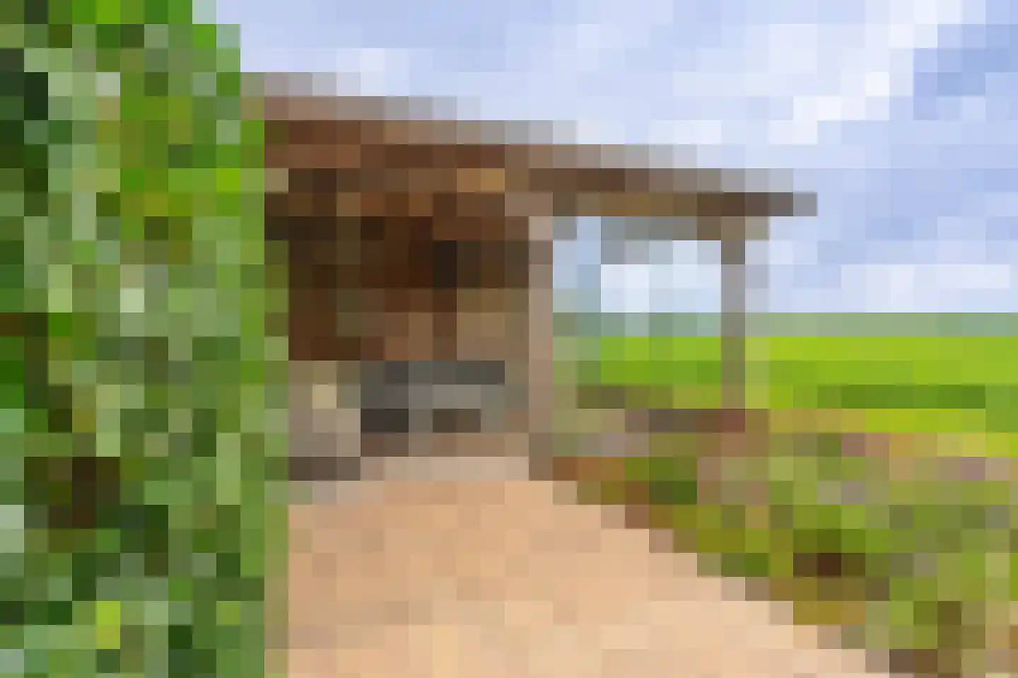 Zandtangerweg 86 Mussel thumbnail 18