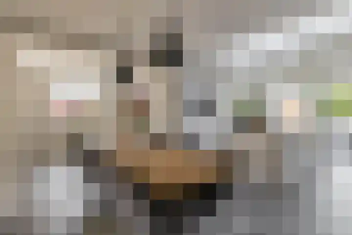 Zandvliet 5 Veghel thumbnail 7