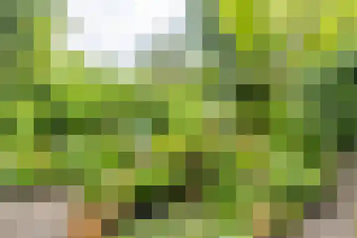 Zandvoortweg 215 Baarn thumbnail 26