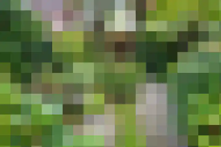 Zandweg 103 Wormer thumbnail 27