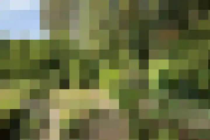 Zandweg 30 Wijchen thumbnail 41