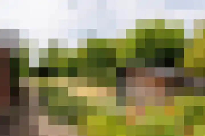 Zandweg 33 Wijk bij Duurstede thumbnail 52