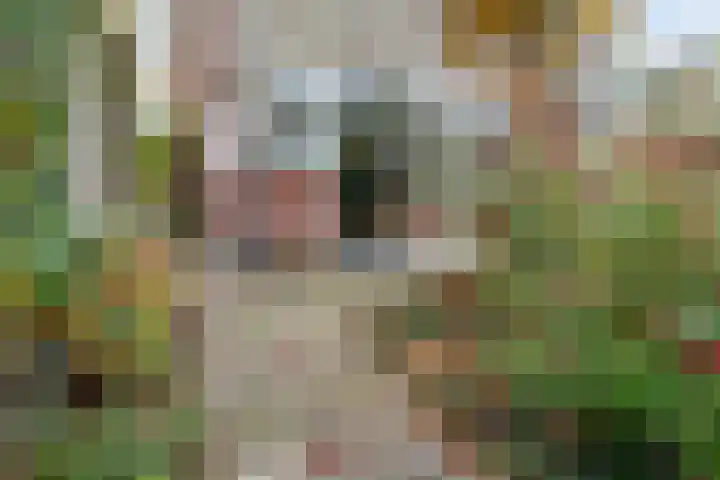 Zandweg 46 De Meern thumbnail 33