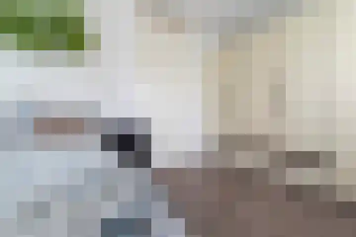 Zanglijster 101 Rhenen thumbnail 19